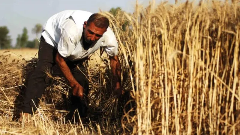 مسؤول مصري: قانون التأمين الاجتماعي الجديد وفر مزايا عديدة للفلاحين وأسرهم