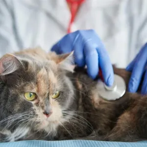 يحتجز جثة قطة رهينة لتحصيل تكاليف علاجها