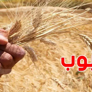 الدعوة الى استغلال الأراضي الفلاحية الدولية المهدورة لتجاوز أزمة الحبوب في تونس