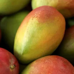 من بينها تحسين صحة الأمعاء..6 فوائد لفاكهة المانجو