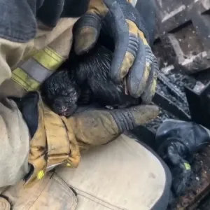 فيديو. 
            
    			تحت أنظار أمهم.. إنقاذ خمسة جراء من حريق اندلع في مبنى بأوكرانيا