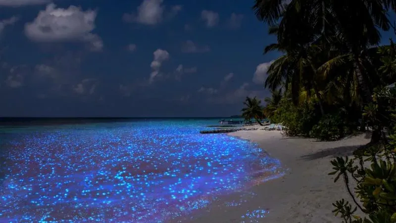 كيف أصبح "البحر الوهمي" من أهم المناطق التي تجذب السائحين لجزر المالديف؟