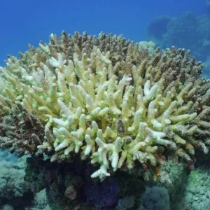 مع بلوغ حرارة المحيطات مستوى قياسياً.. مصير مؤلم ينتظر الشعب المرجانية