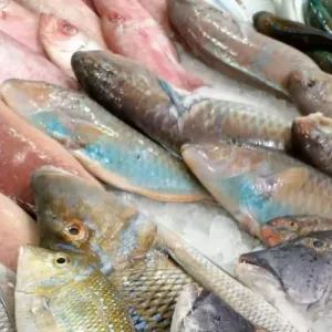 أسعار الأسماك في سوق المنيب اليوم.. «البلطي» بـ30 جنيها