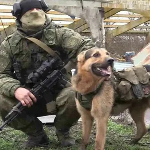 كلاب الخدمة الروسية تتدرب على اكتشاف الدرونات في منطقة العملية العسكرية الخاصة
