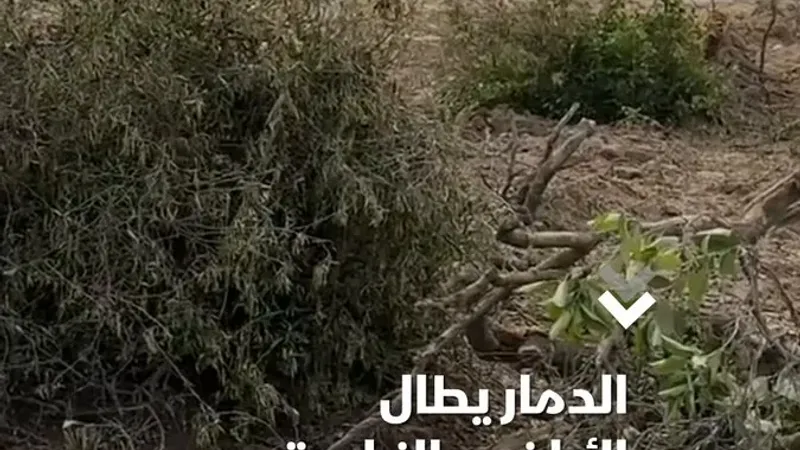 أشجار البلانسيا المثمرة لم تسلم من التوغل الإسرائيلي.. وفلسطيني: كنت أربيها كما أربّي ابني   #الشرق #الشرق_للأخبار