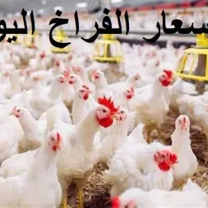 سعر الفراخ البيضاء والبيض بالأسواق في ختام الأسبوع اليوم الخميس 25 إبريل 2024