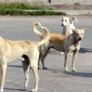 تكاثر الكلاب السائبة: داء الكلب آفة لا تزال موجودة في تونس