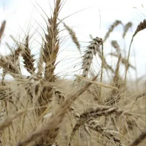 انخفاض محصول القمح في فرنسا عام 2024 بسبب الأمطار