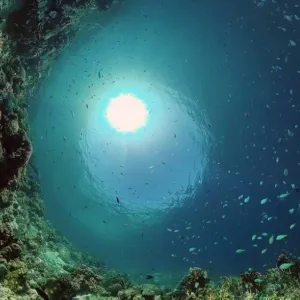 اكتشاف كائن جديد «بلا عيون» في كهف تحت الماء