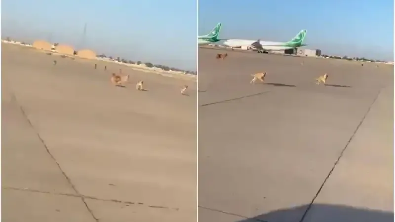 شاهد: أغرب منظر قد تراه .. كلاب ضالة تجوب مدرج مطار بغداد وتلاحق المركبات