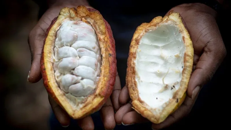"السيدي تفقد قيمتها كلّ يوم"... مزارعو الكاكاو في غانا يلجأون إلى التهريب لبيع محاصيلهم