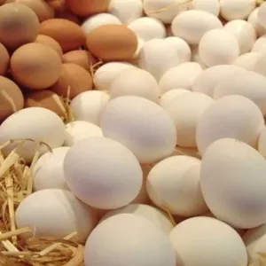 سعر كرتونة البيض اليوم السبت 25-5-2024 في بورصة الدواجن