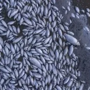 الجفاف يقتل آلاف الأسماك بالمكسيك