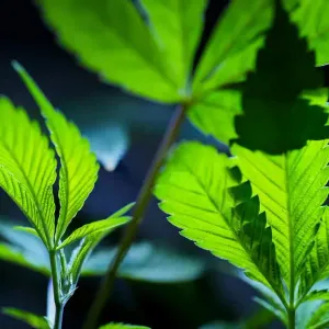 الولايات المتحدة الأميركية تتجه إلى تصنيف القنّب "مخدّراً أقلّ خطورة" https://arabic.euronews.com/health/2024/05/18/us-moves-to-reclassify-marijuana-i...