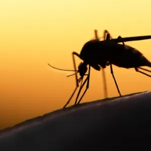 دراسة: تغيّر المناخ يتحكم في آلية انتقال الملاريا في أفريقيا