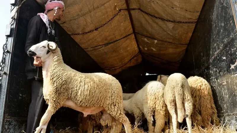 مربو الأغنام يطمئنون المغاربة: القطيع يقارب 7 ملايين قبل عيد الأضحى