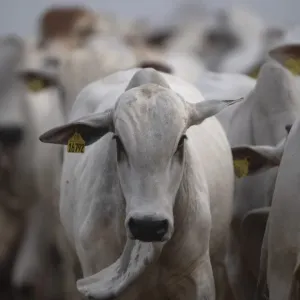 استيراد الأبقار يكلف الدولة أكثر من 200 مليار من الإعفاءات الضريبية خلال سنتين فقط