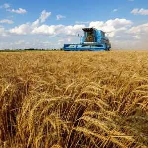 روسيا تشدِّد قبضتها على زراعة وتصدير الحبوب