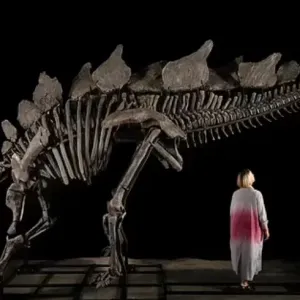 هيكل ديناصور للبيع بمقابل خيالي.. ما القصة؟
