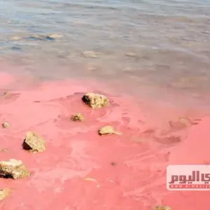 التكاثر الجنسي لـ«الشعاب المرجانية».. ظاهرة تصبغ مياه البجر الأحمر باللون الوردي (صور)