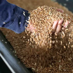 ارتفاع أسعار تصدير القمح الروسي بفعل الظروف الجوية الصعبة