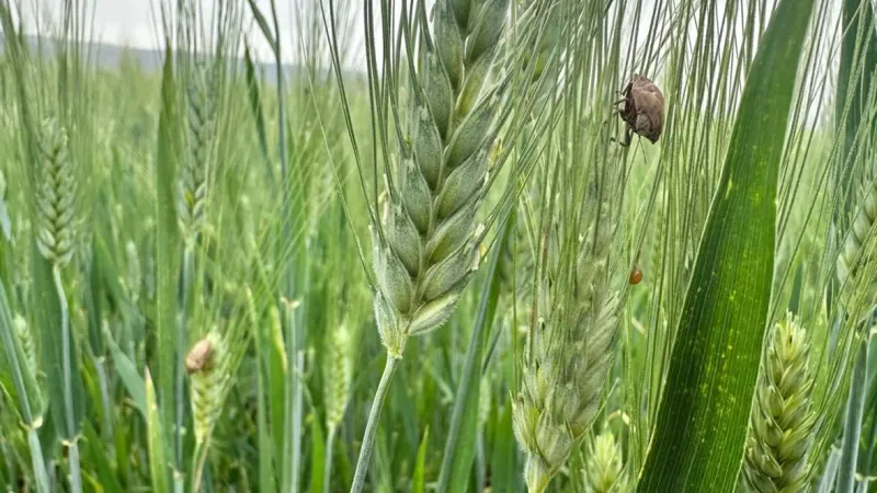 حشرة "السونا" تجتاح حقول القمح