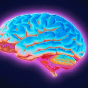 كيف يعمل دماغك فعليا؟