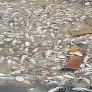 فريق الغوص يرفع كميات كبيرة من الأسماك النافقة في جون الكويت