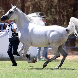 انطلاق بطولات الشرق الأوسط لجمال الخيل العربية في الأردن