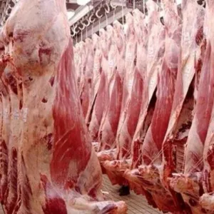 الجزائر تسيطر على أسعار اللحوم الحمراء بمواصلة دعم مُستوردي الماشية