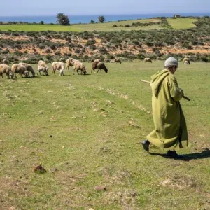 المغرب يتوقع تراجع إنتاج الحبوب 43% مع توالي مواسم الجفاف
