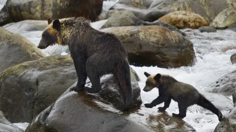 تغير المناخ يقفز بهجمات الدببة في اليابان إلى مستوى قياسي