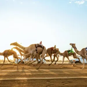 رقم قياسي جديد.. 21.637 مطية في مهرجان ولي العهد للهجن