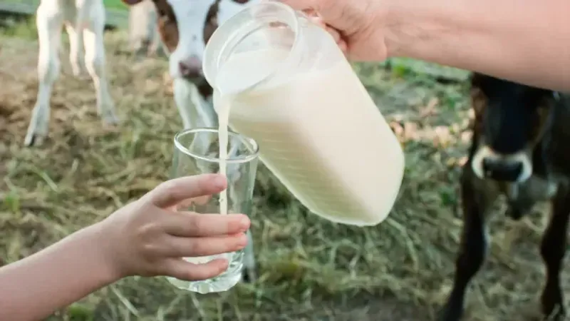 شرب الحليب الخام.. هل هو مفيد؟