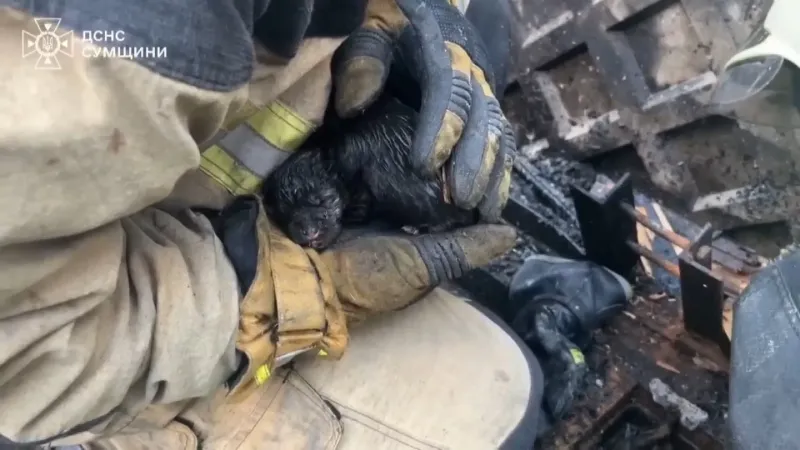 فيديو. تحت أنظار أمهم.. إنقاذ خمسة جراء من حريق اندلع في مبنى بأوكرانيا