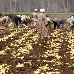 تحذير من شعبة الخضروات المصرية بشأن أزمة وشيكة في أسعار البطاطس