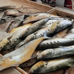 إنزال كميات كبيرة من الأسماك في سوق ولاية السيب بمحافظة مسقط