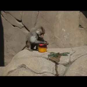 شاهد: بسبب قيظ الصيف.. حديقة حيوانات بمكسيكو سيتي تقدم أطعمة مثلجة للأسود والقردة