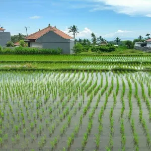 علماء البيئة: مكافحة استنزاف المياه الجوفية ستؤدي إلى ارتفاع أسعار الأرز والقمح
