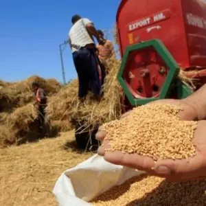 توقع تسجيل تراجع حاد في إنتاج الحبوب نتيجة الجفاف