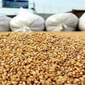 وزارة الفلاحة تحدد سعر قبول الحبوب باعتبار منحة تشجيعية خاصة بصابة 2024