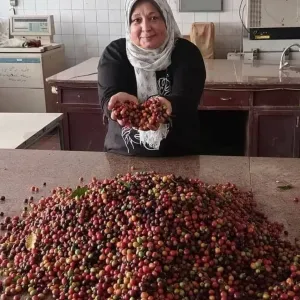 "الزراعة": التغير المناخي وراء إثمار أشجار البن في مصر