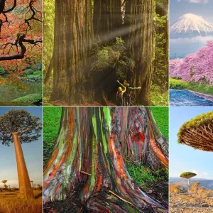 6 أشجار.. الأجمل في العالم