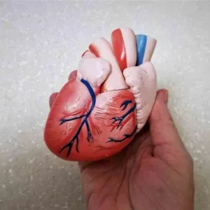 في 4 خطوات- دليلك لتنظيف القلب والأوعية الدموية