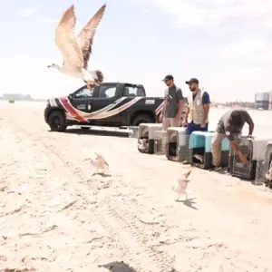 إطلاق 60 طائرا بحريا في شاطئ العزيزية بالشرقية
