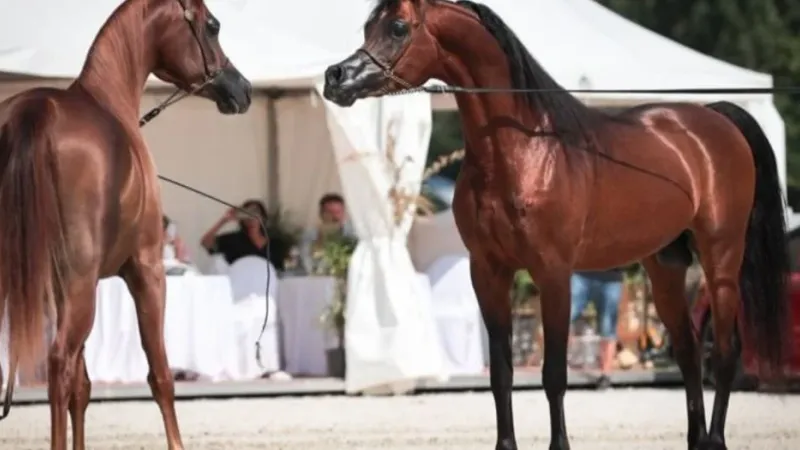 إقامة البطولة التاسعة لكأس الإمارات العالمي للخيل العربية في التشيك برعاية منصور بن زايد