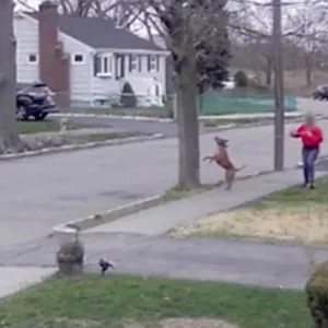 كاميرا مراقبة تظهر ذئبا مفترسا يطارد امرأة في الشارع.. شاهد رد فعل كلبها