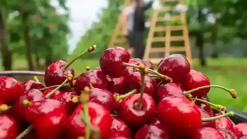 في موسم الكرز.. تعرفوا على فوائده الصحية