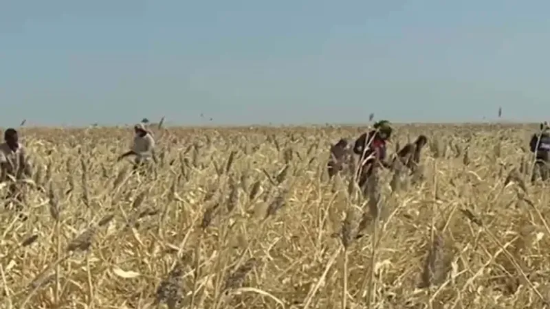 هل يجنّب الموسم الزراعي الجديد السودان الجوع والعجز الاقتصادي؟